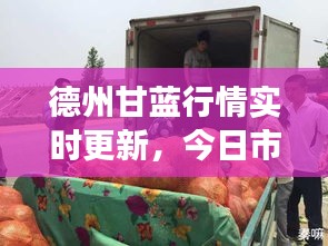 德州甘蓝行情实时更新，今日市场动态一览