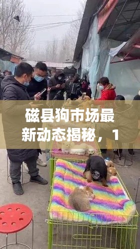 磁县狗市场最新动态揭秘，12月8号位置大放送！