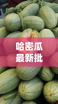 哈密瓜最新批发资讯一网打尽