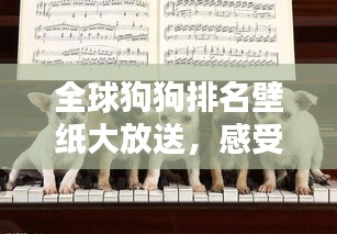 全球狗狗排名壁纸大放送，感受宠物之爱的独特魅力！
