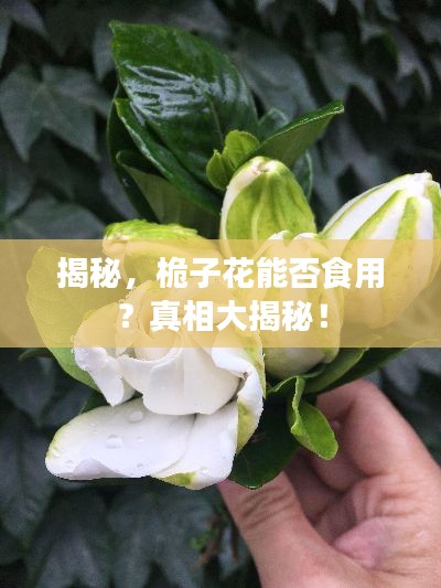 揭秘，桅子花能否食用？真相大揭秘！