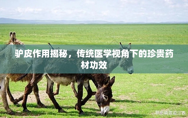 驴皮作用揭秘，传统医学视角下的珍贵药材功效
