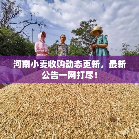 河南小麦收购动态更新，最新公告一网打尽！