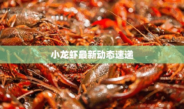 小龙虾最新动态速递