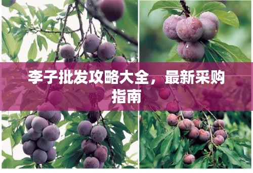 李子批发攻略大全，最新采购指南