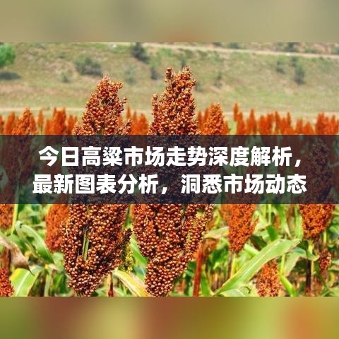 今日高粱市场走势深度解析，最新图表分析，洞悉市场动态