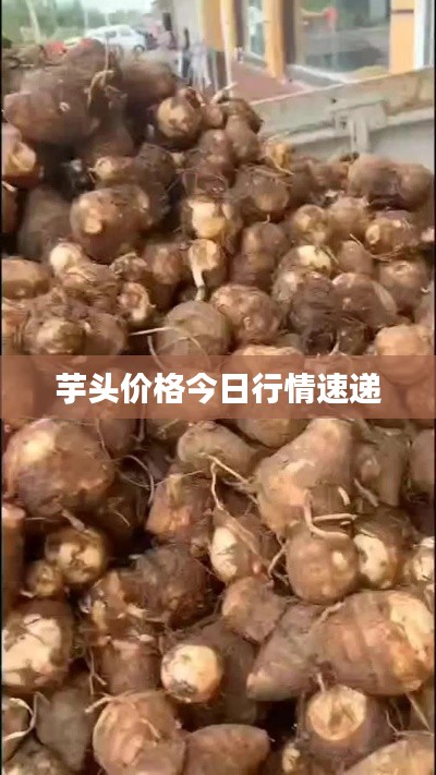 芋头价格今日行情速递